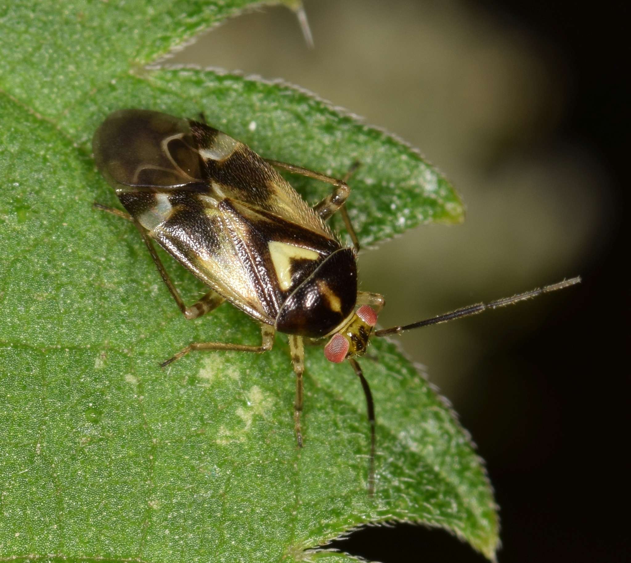 Orthops