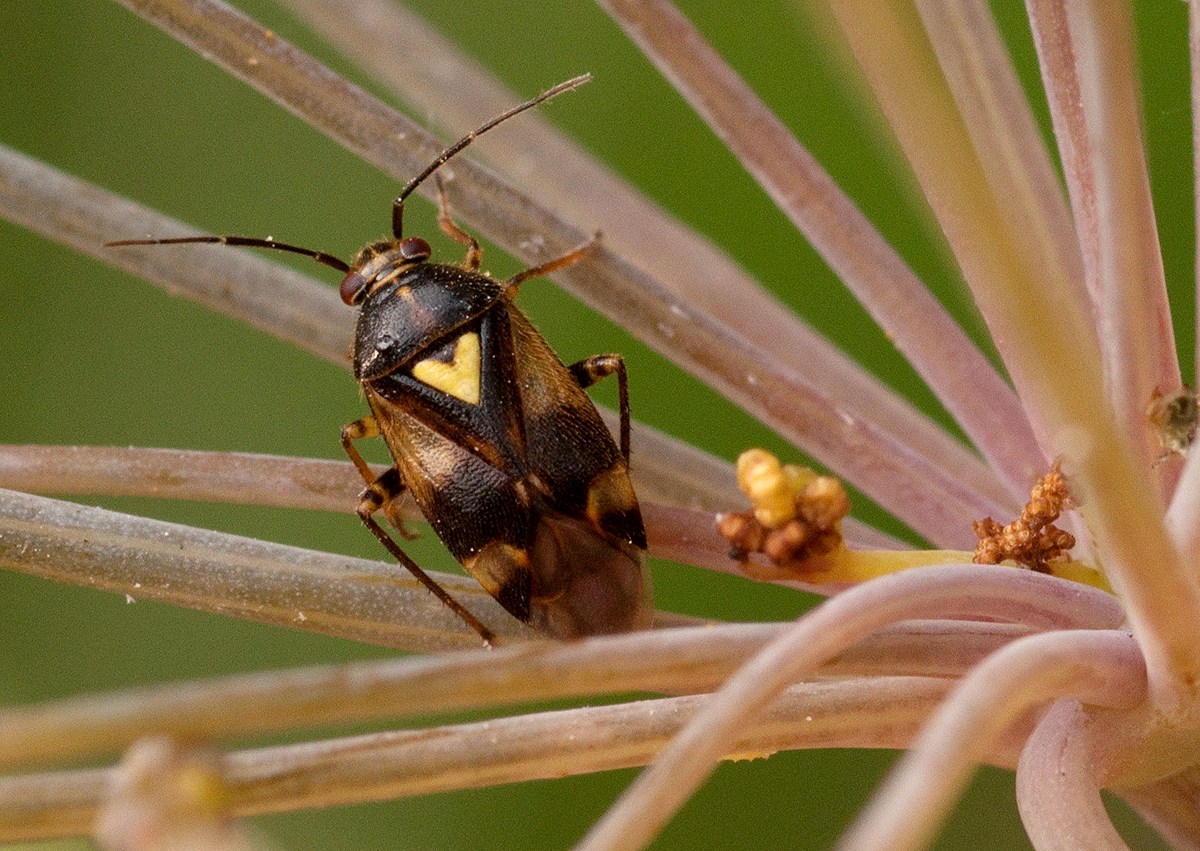 Orthops