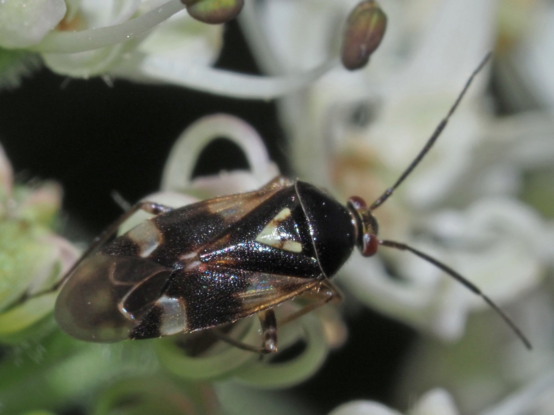 Orthops