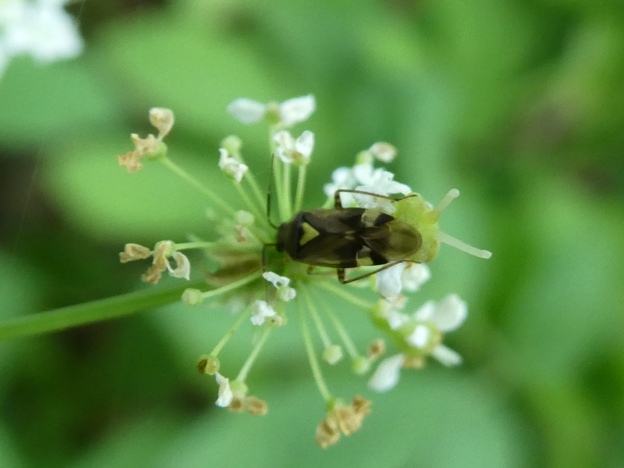 Orthops