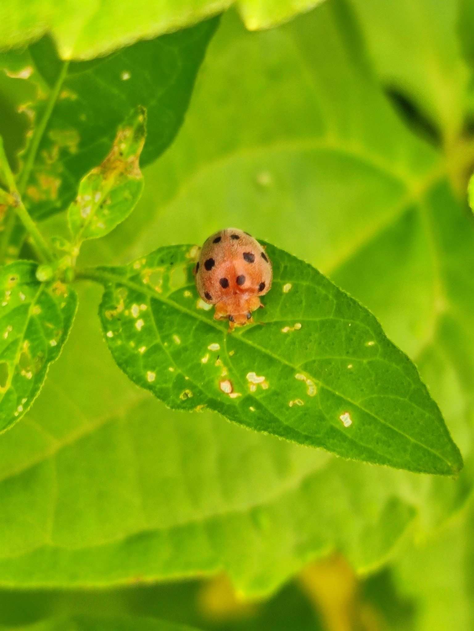 Henosepilachna pusillanima