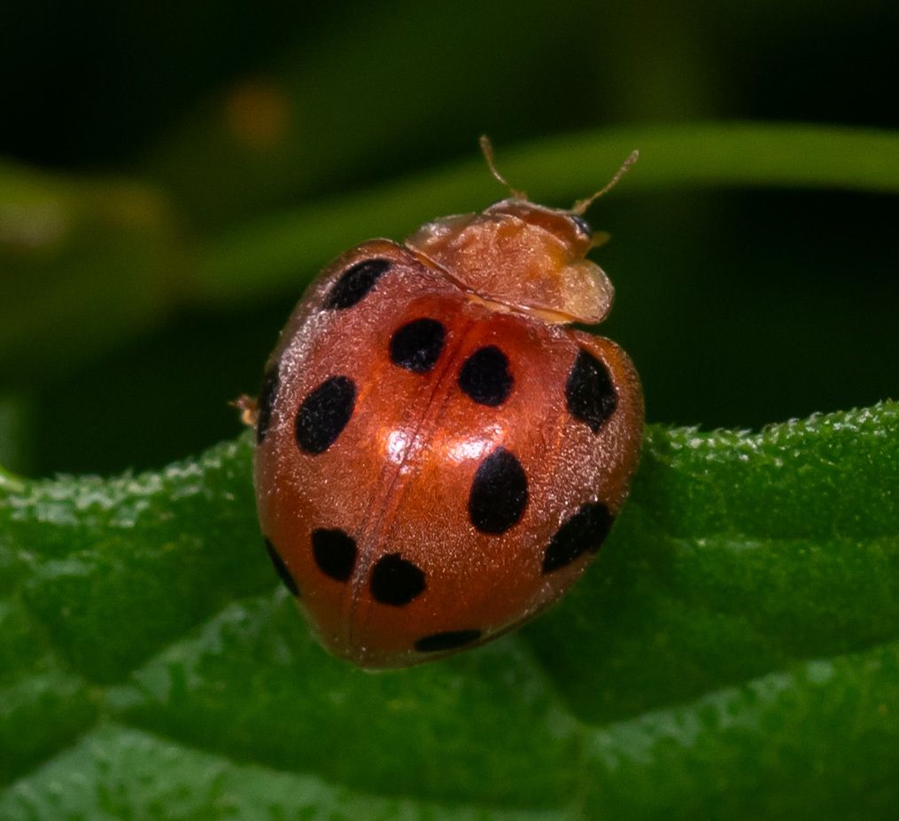Henosepilachna pusillanima