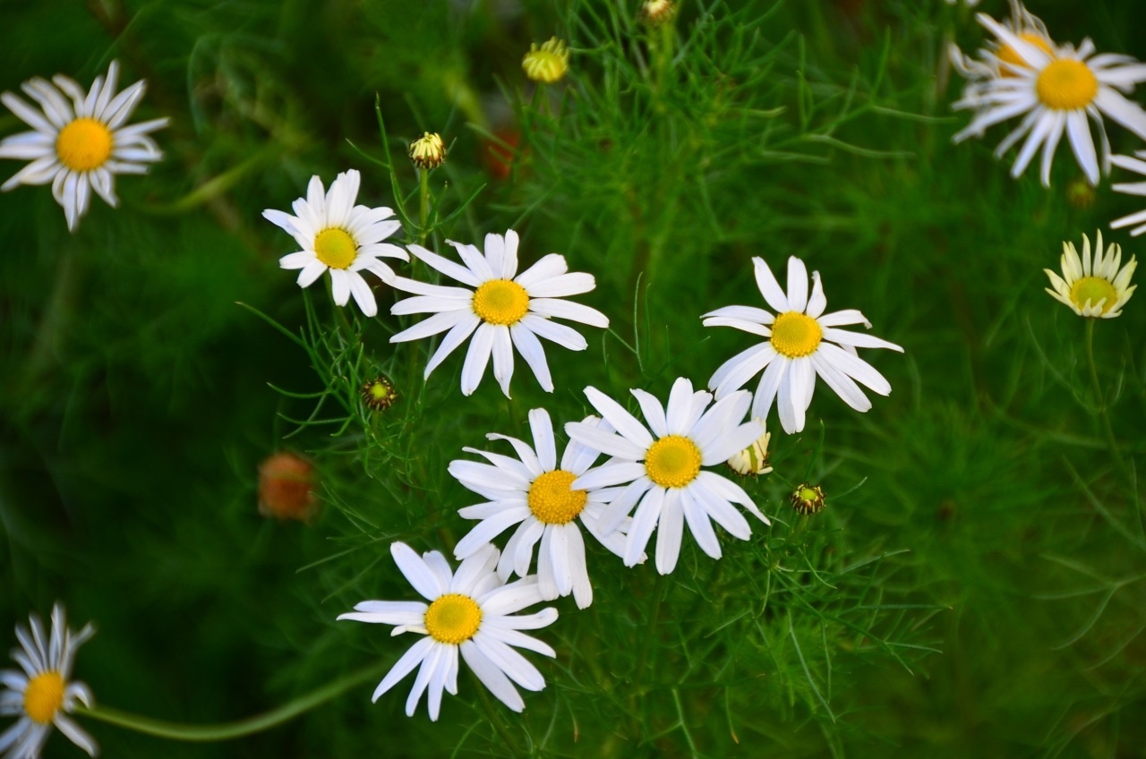 Tripleurospermum maritimum