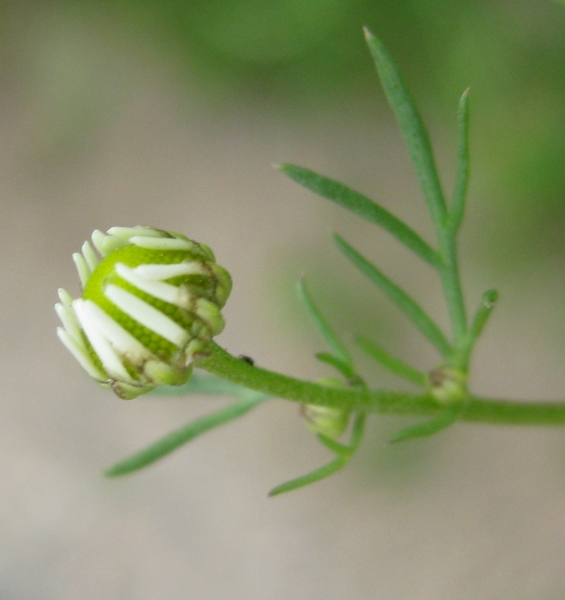 Tripleurospermum maritimum