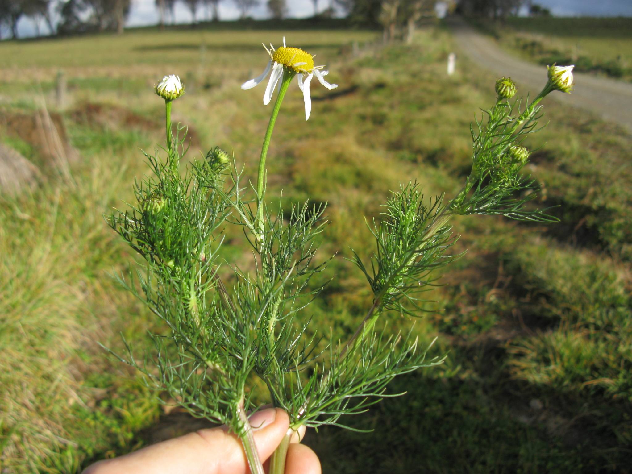 Tripleurospermum maritimum
