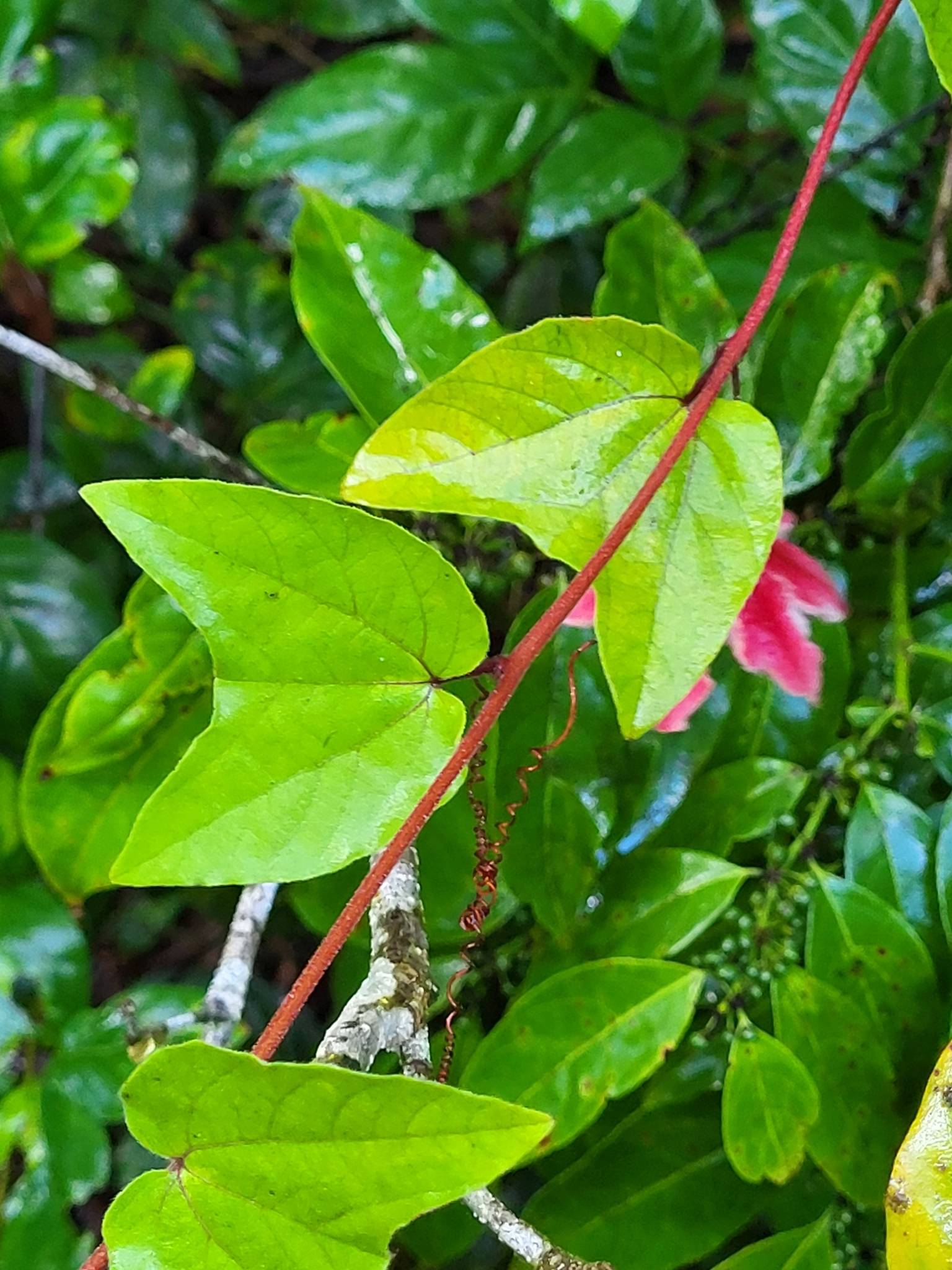 Passiflora rubra