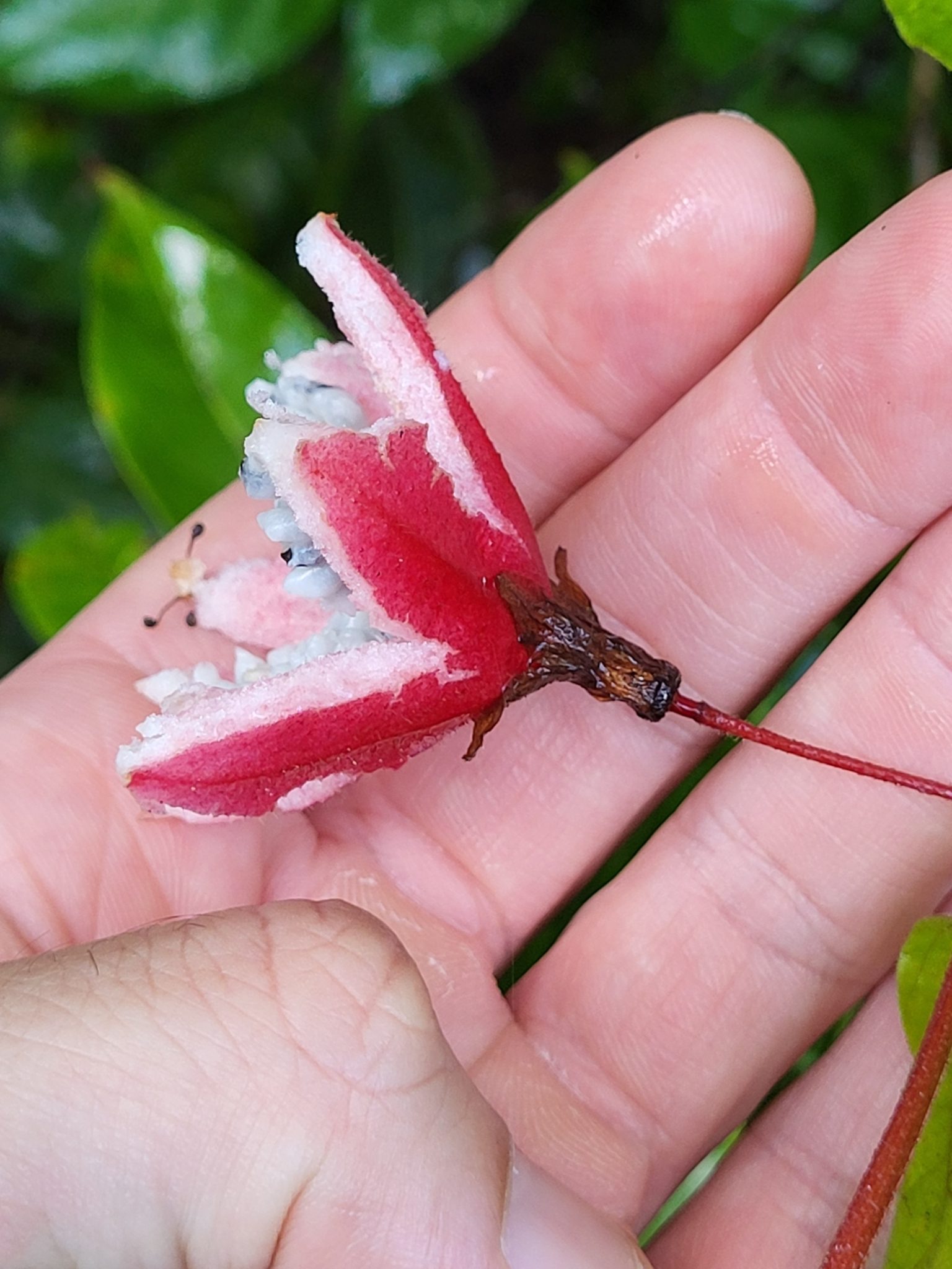 Passiflora rubra