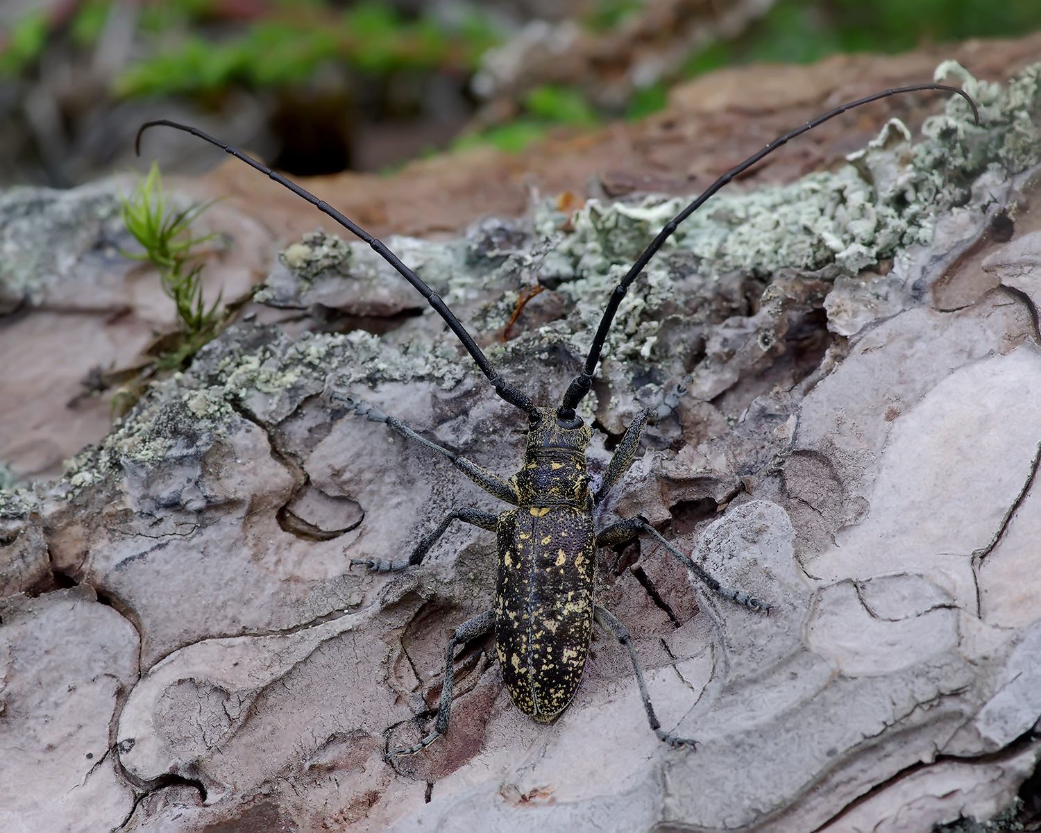 Monochamus saltuarius