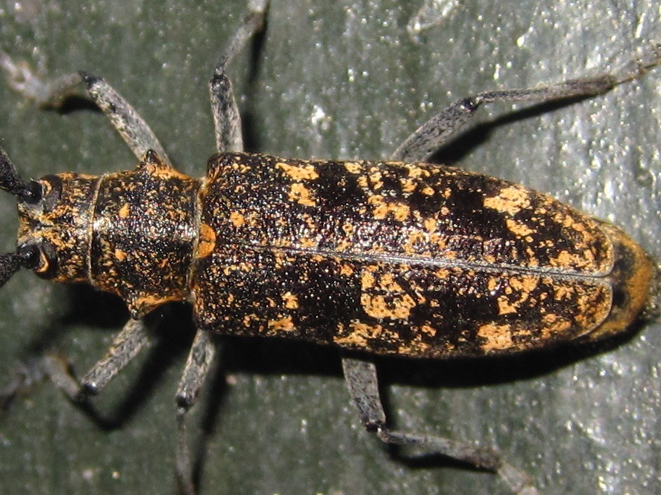 Monochamus saltuarius