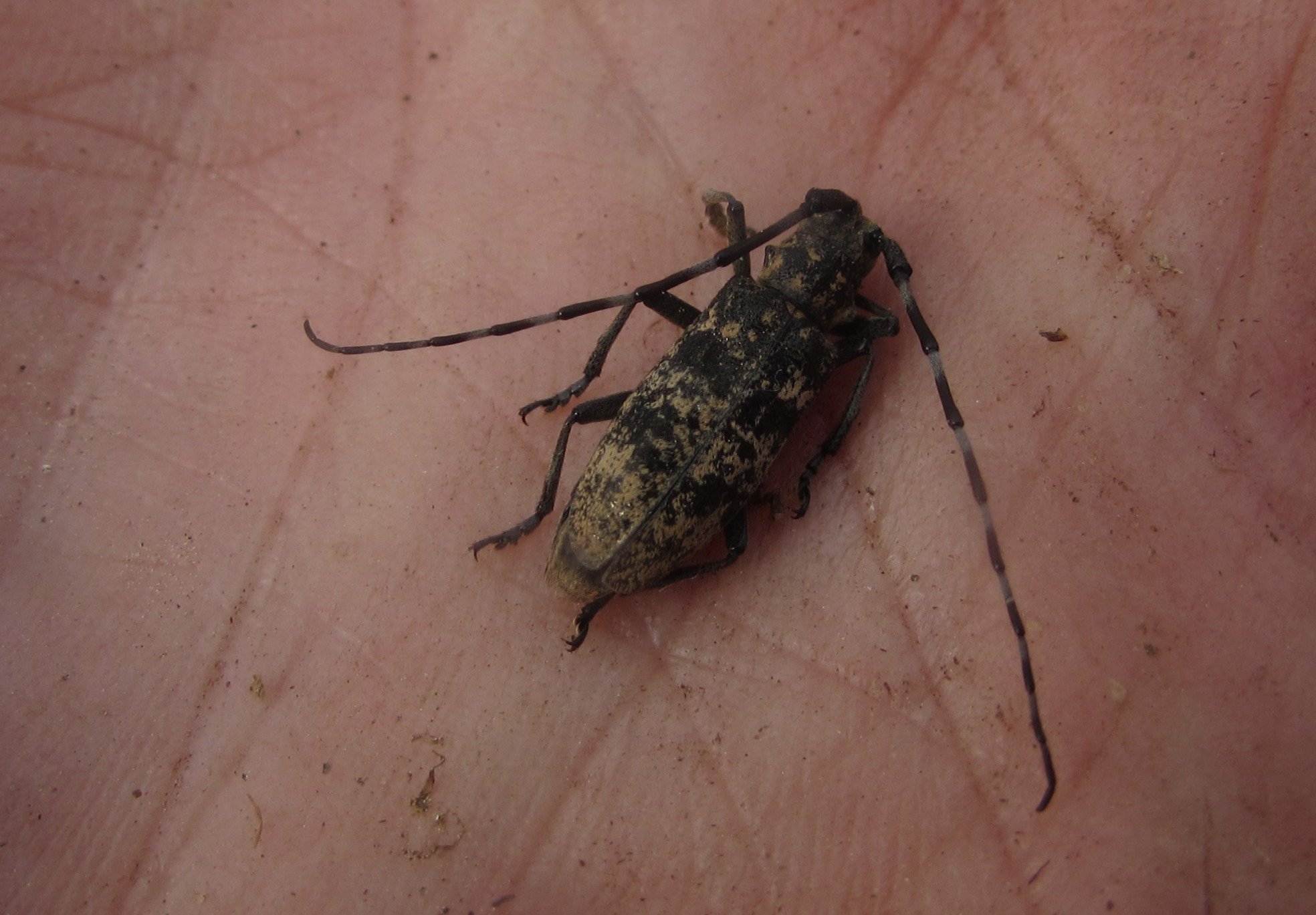 Monochamus saltuarius