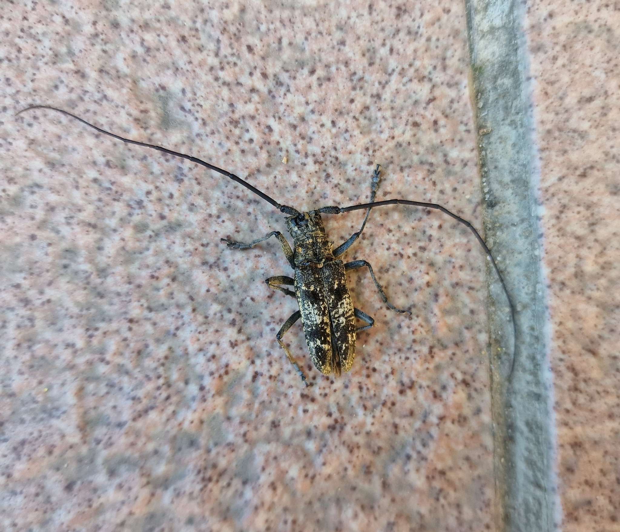 Monochamus saltuarius