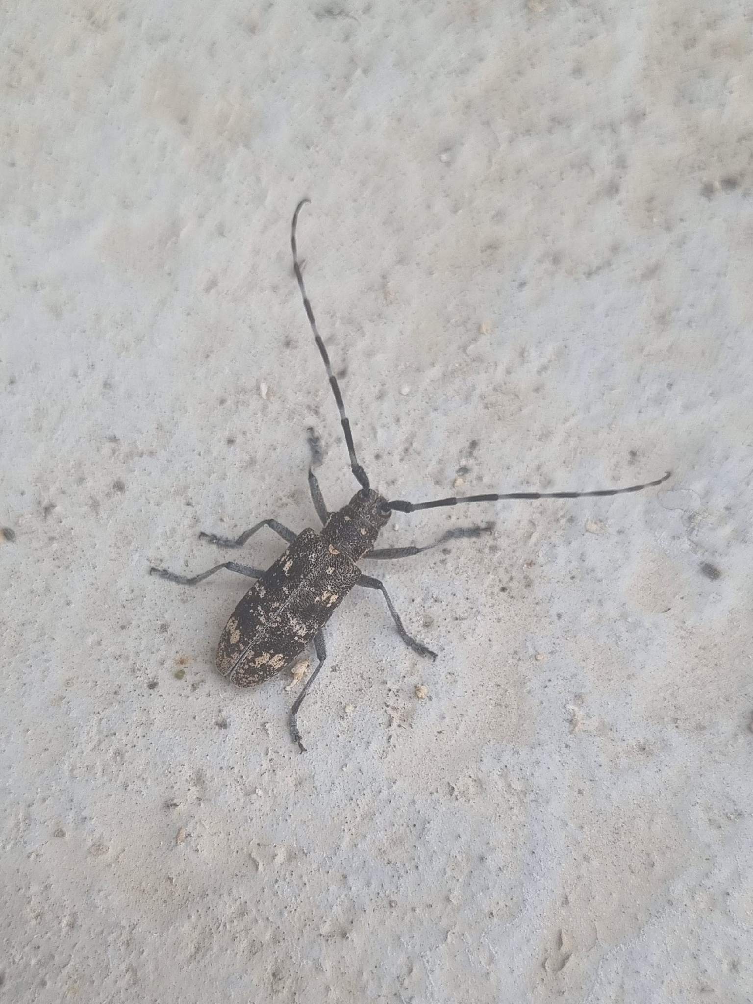 Monochamus saltuarius
