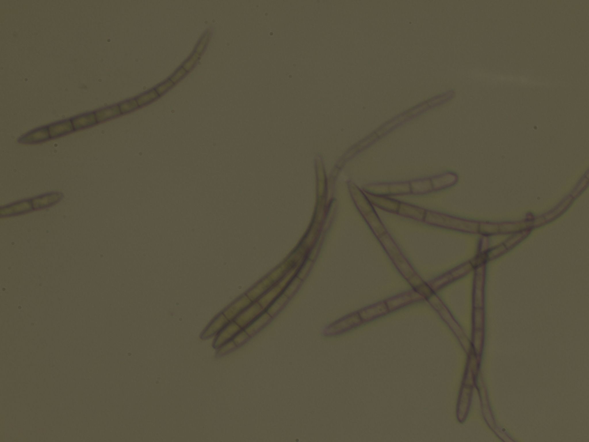 Cercospora nicotianae