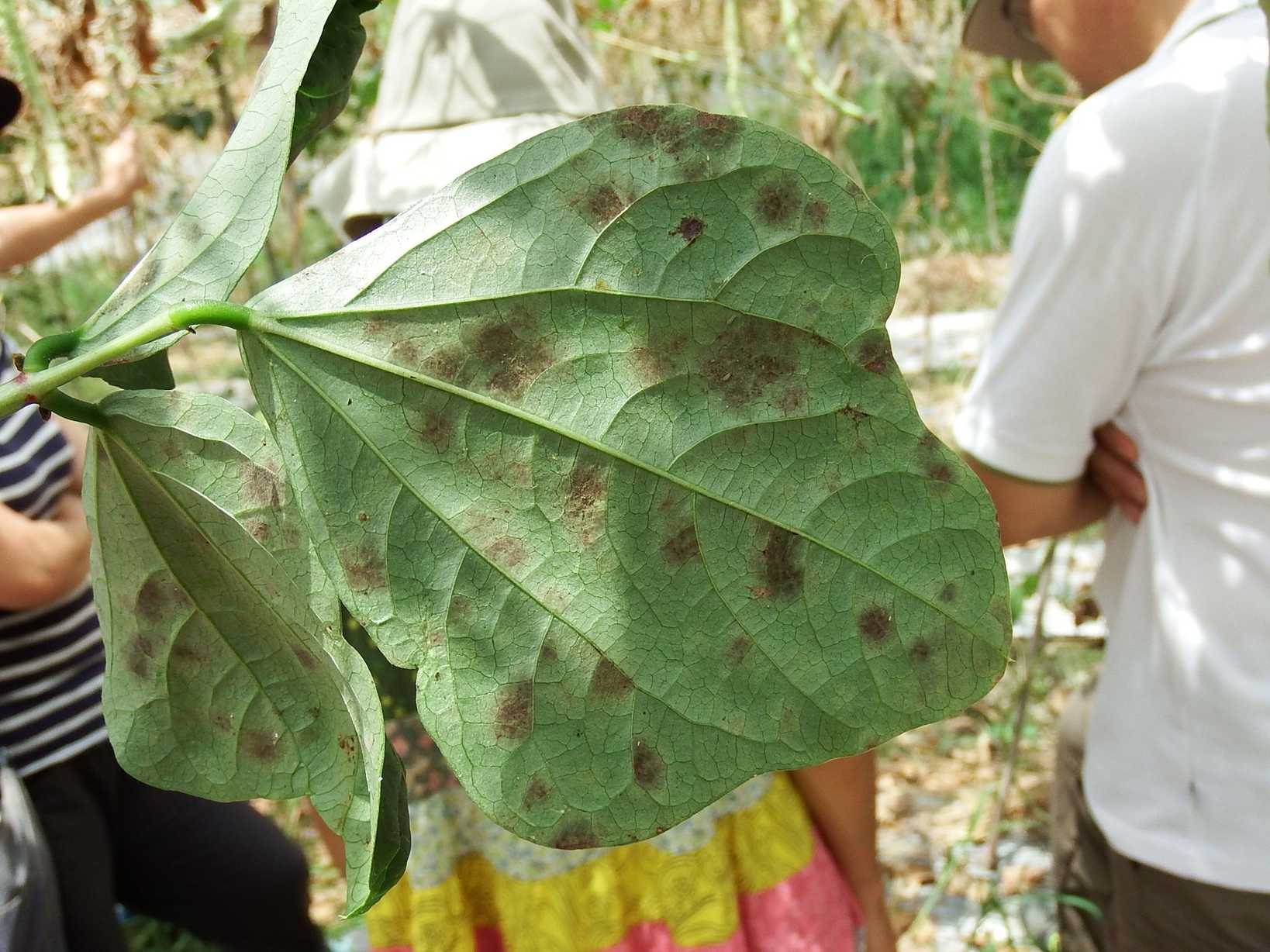 Cercospora nicotianae