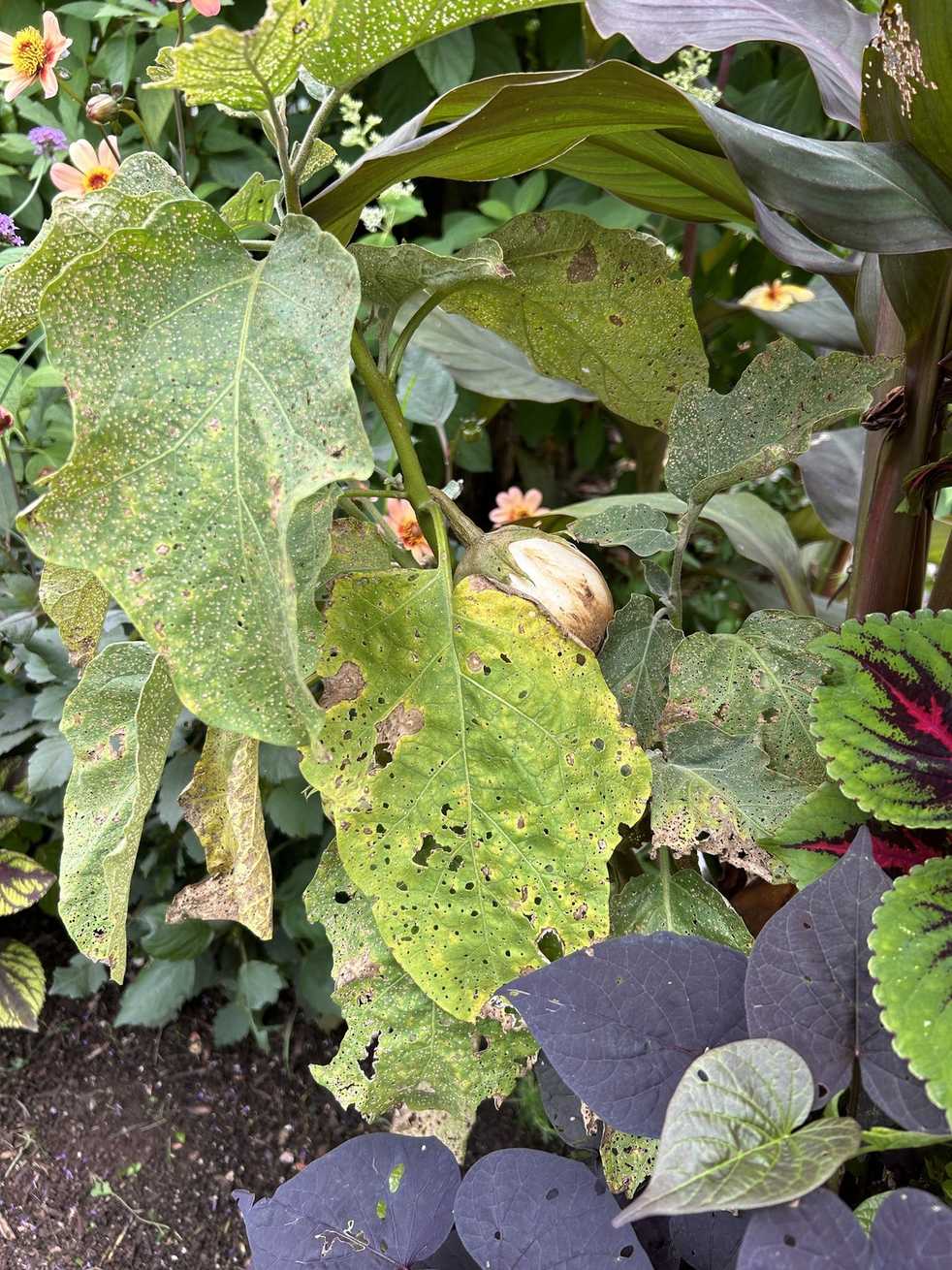 Cercospora nicotianae