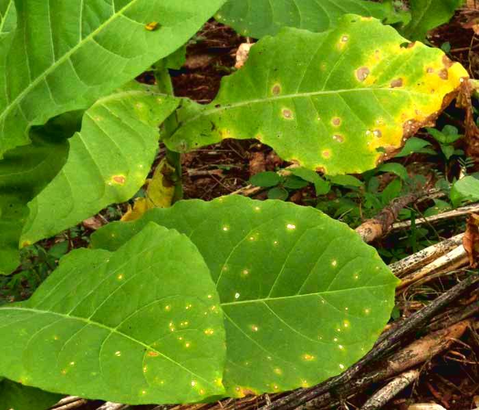 Cercospora nicotianae