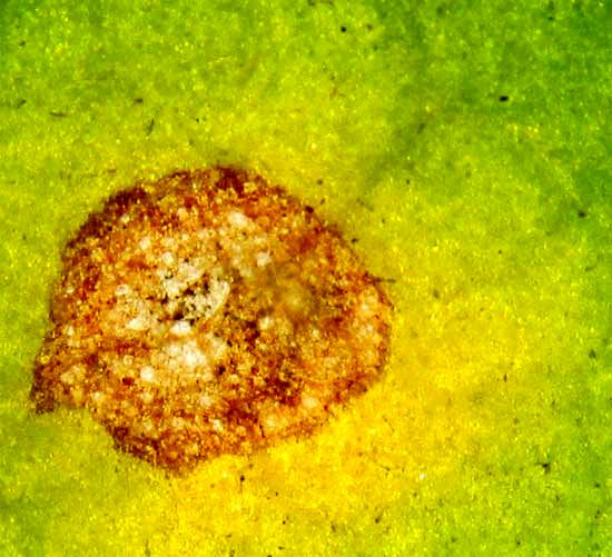 Cercospora nicotianae
