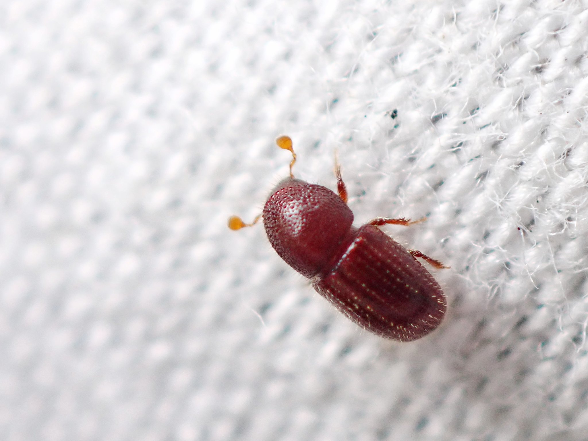 Coccotrypes dactyliperda