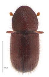 Coccotrypes dactyliperda