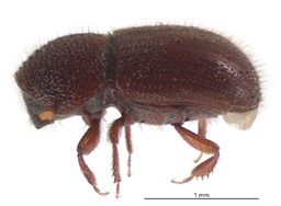 Coccotrypes dactyliperda