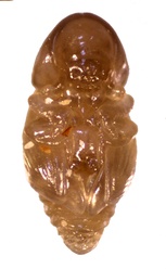 Coccotrypes dactyliperda