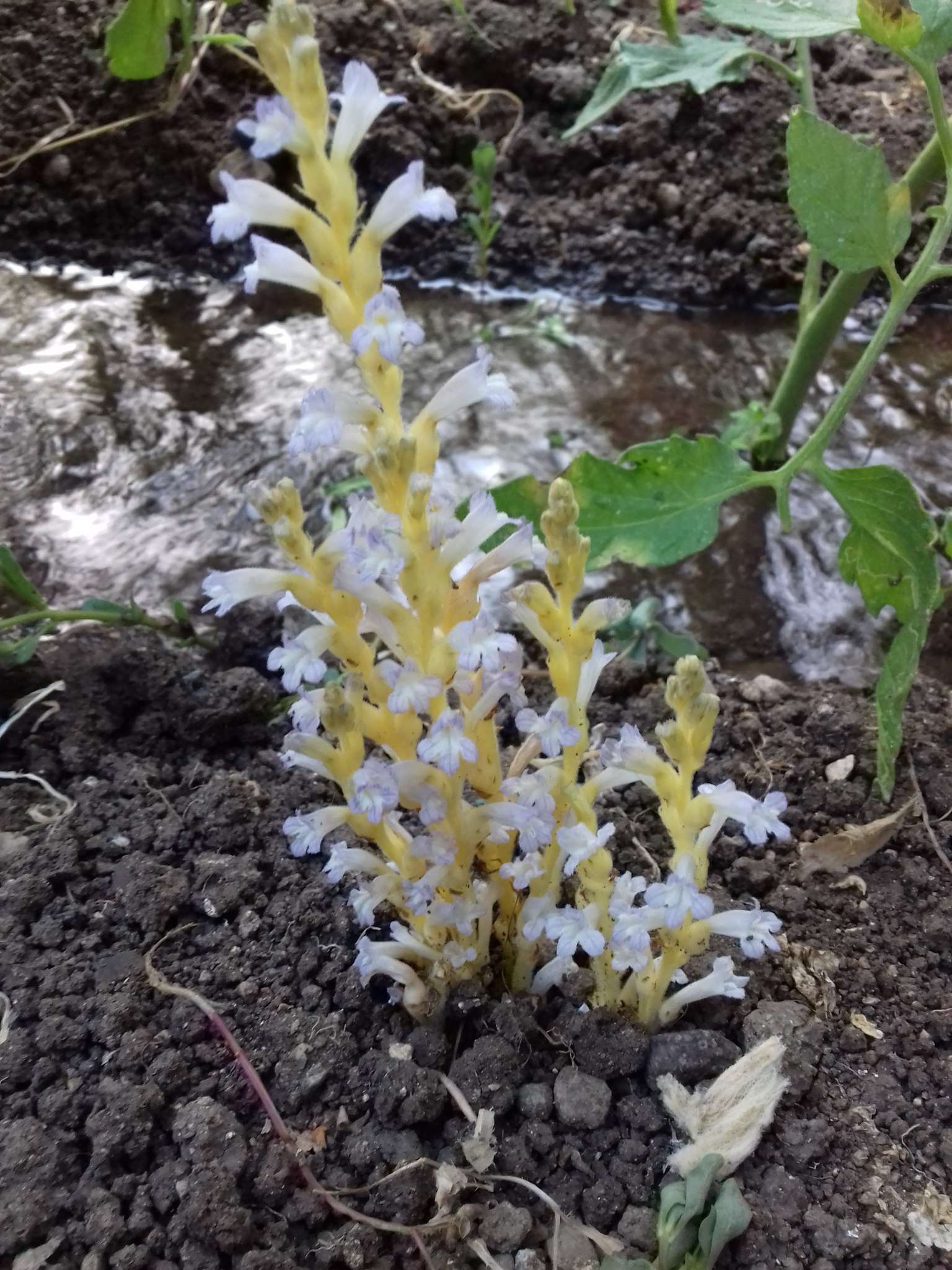 Phelipanche ramosa