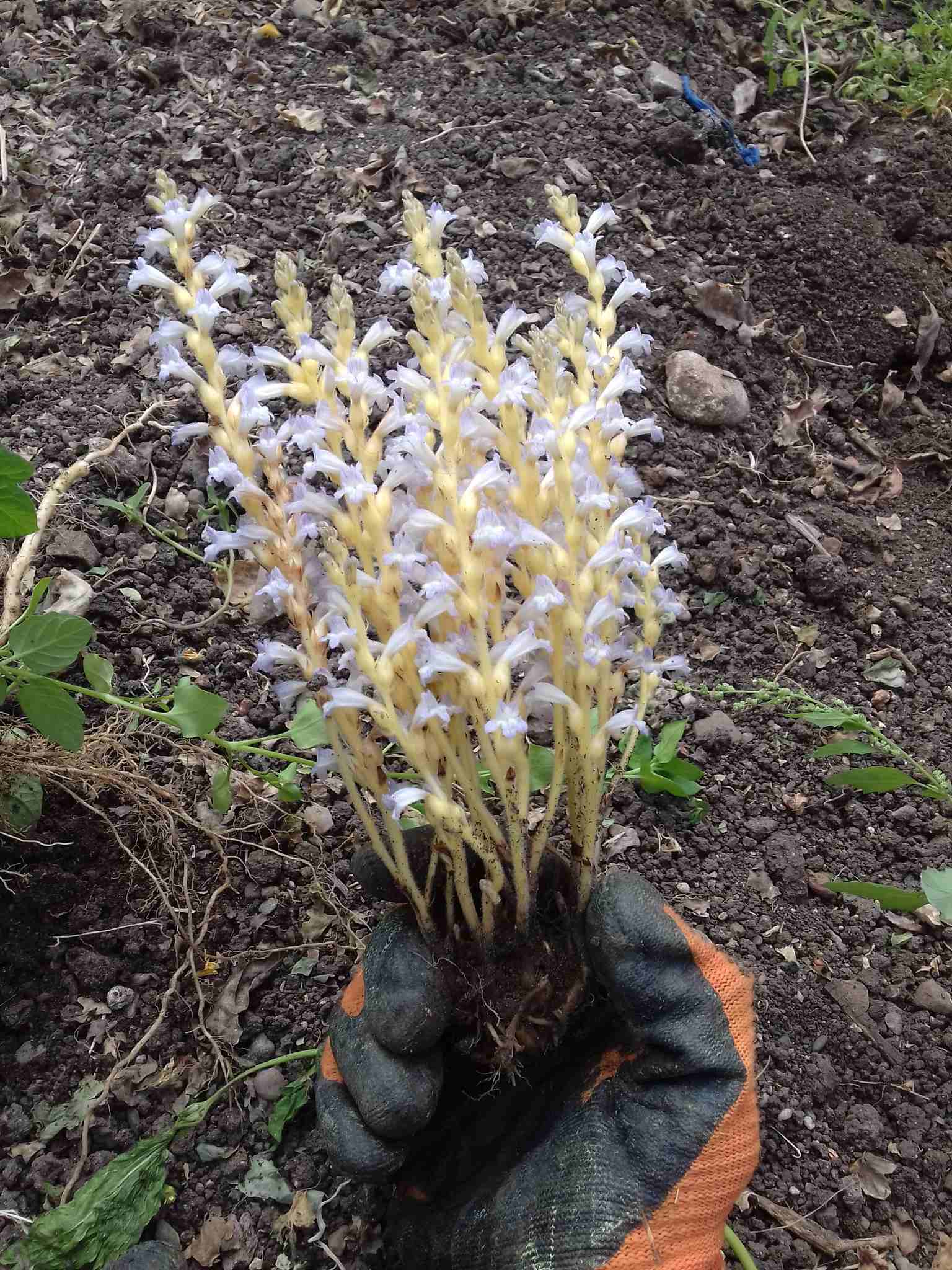 Phelipanche ramosa
