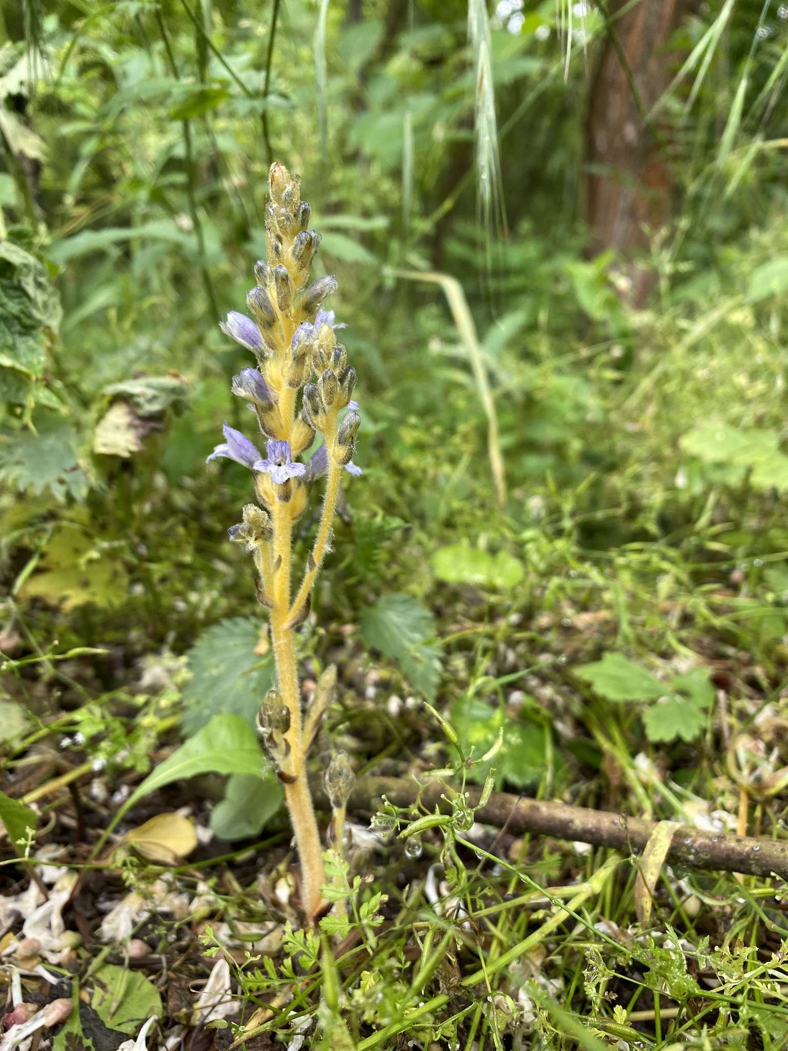 Phelipanche ramosa