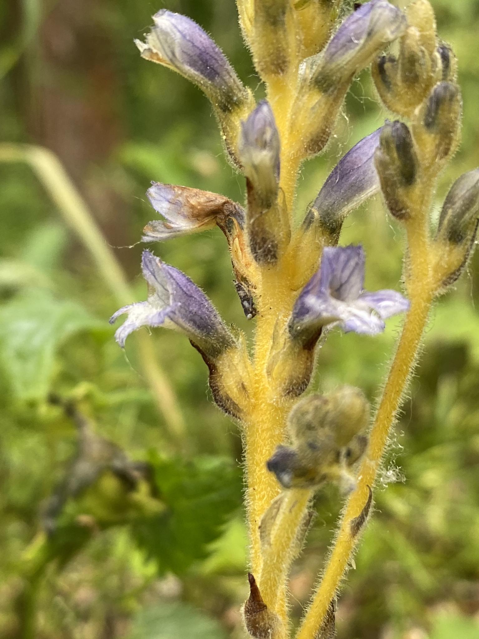 Phelipanche ramosa