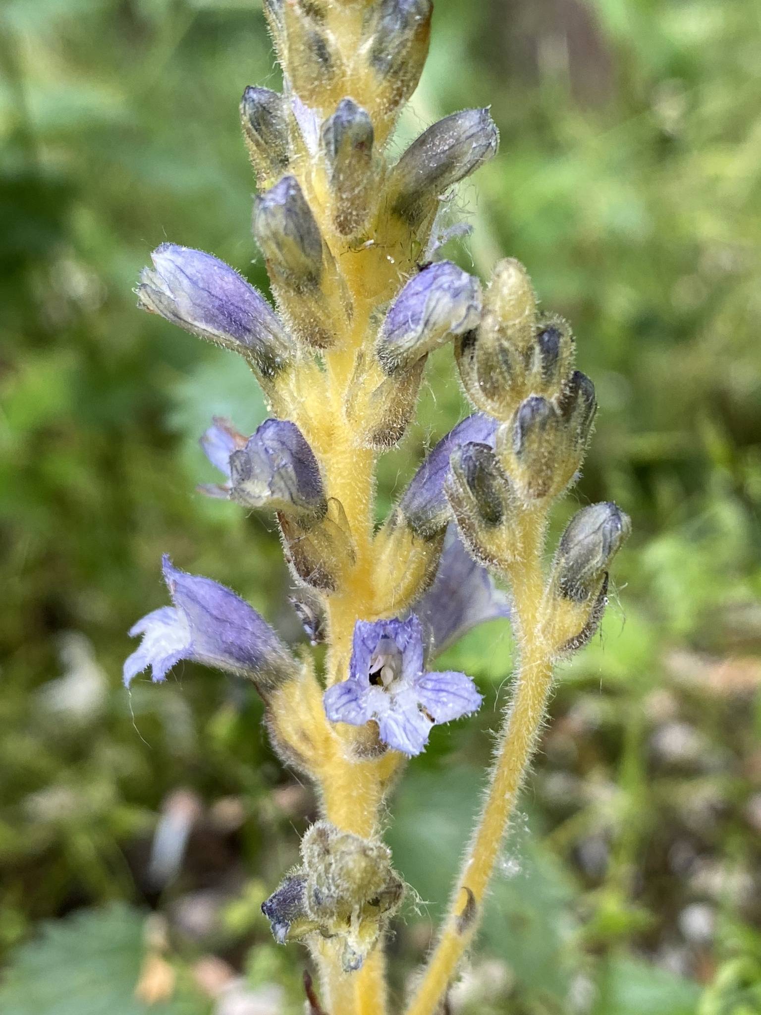Phelipanche ramosa