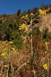 Helianthus californicus