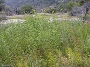 Helianthus californicus