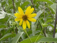 Helianthus californicus