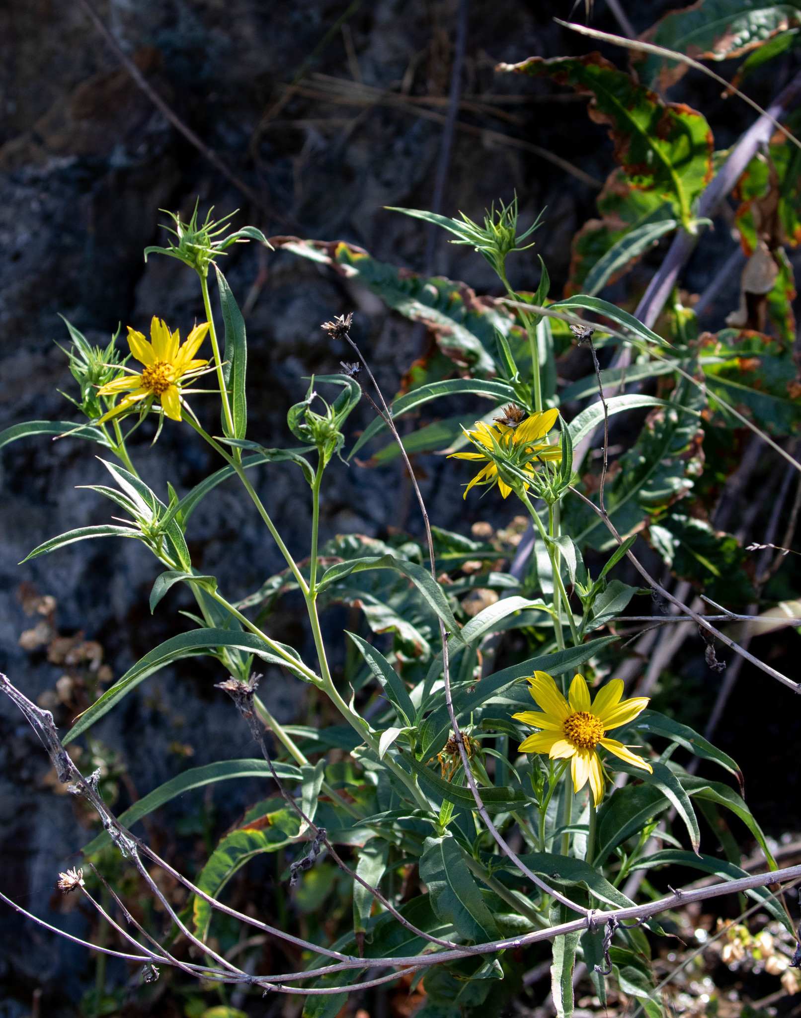 Helianthus californicus