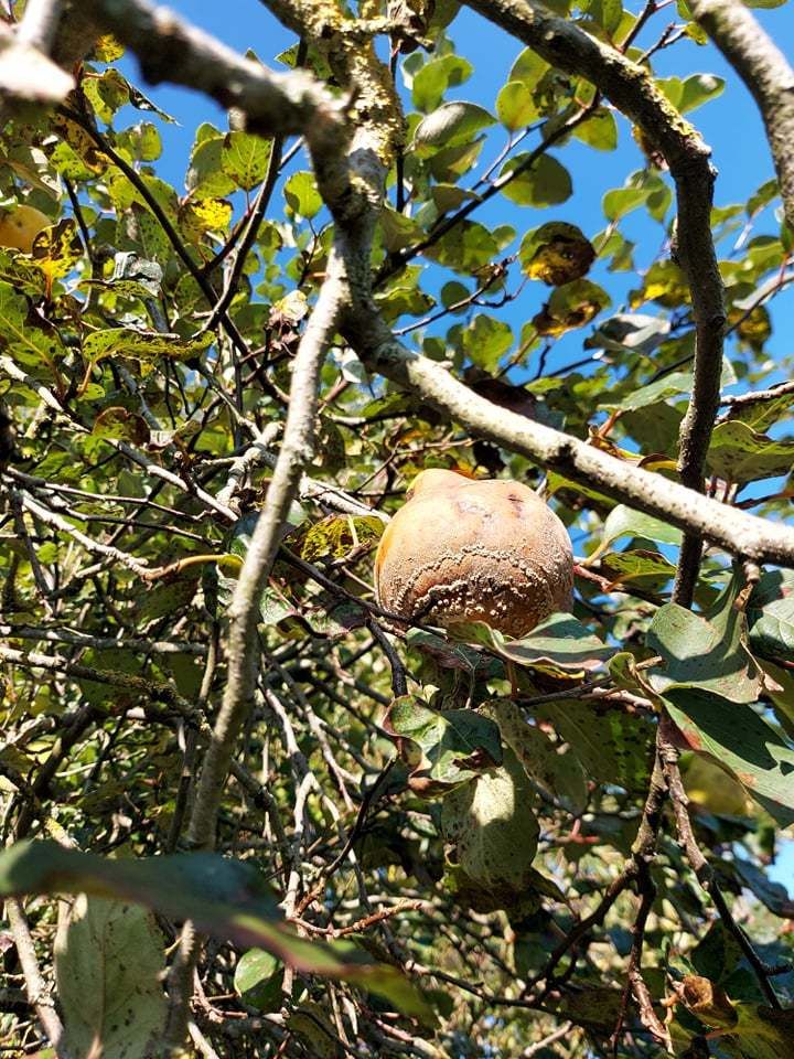 Monilinia linhartiana