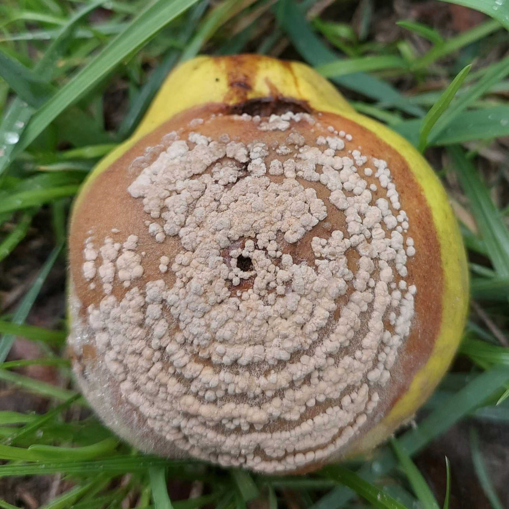 Monilinia linhartiana