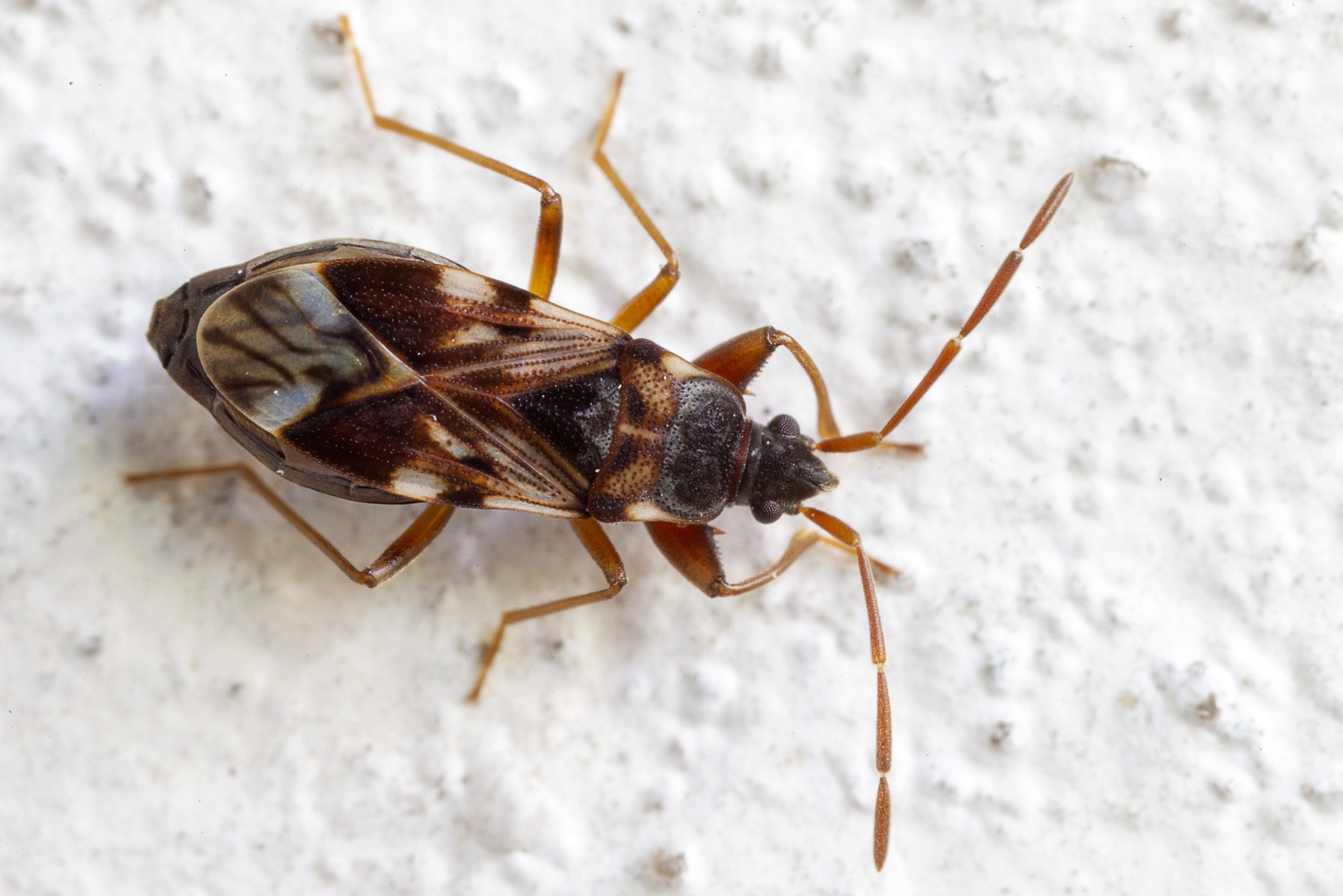 Scolopostethus pictus