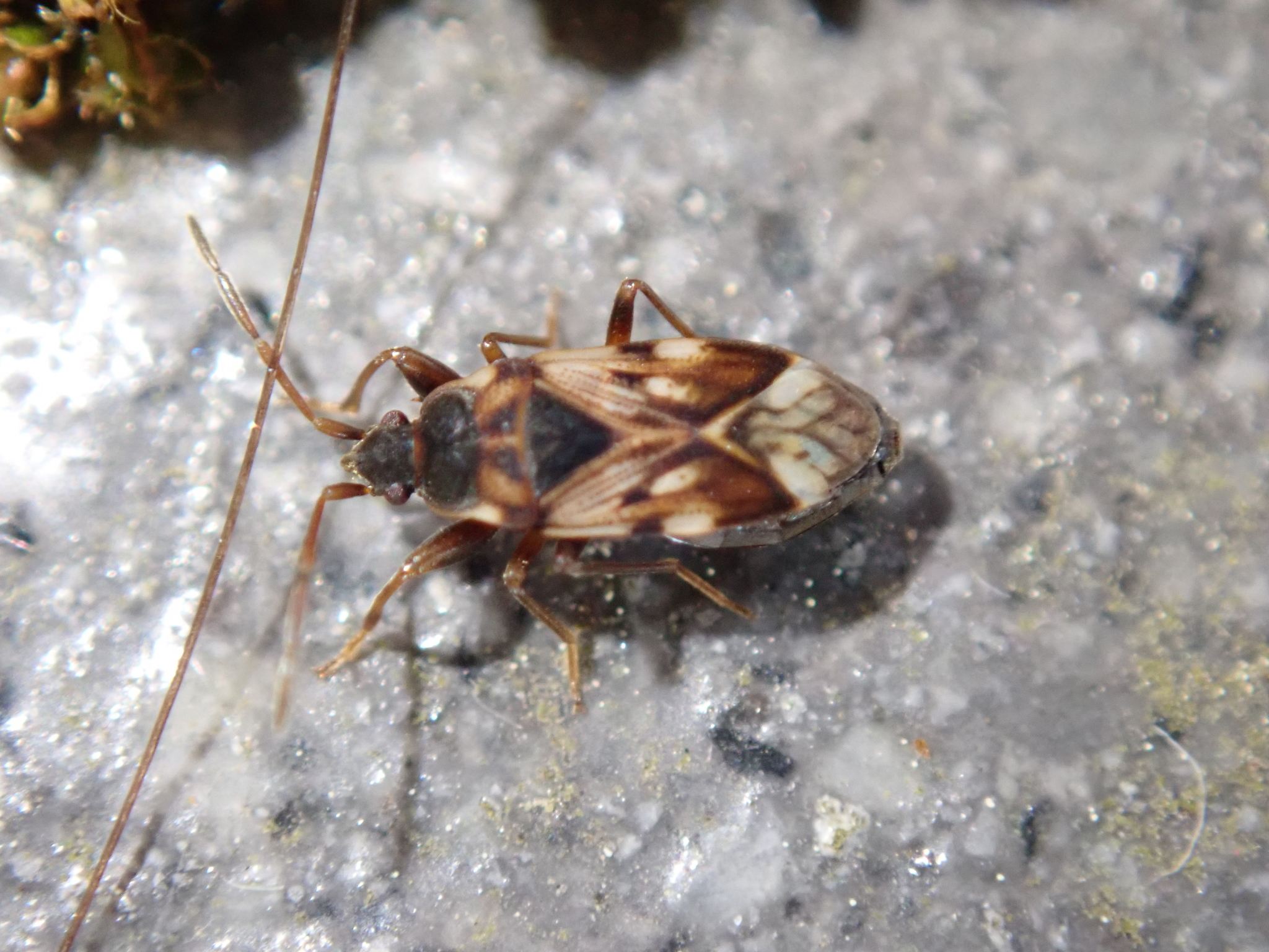 Scolopostethus pictus
