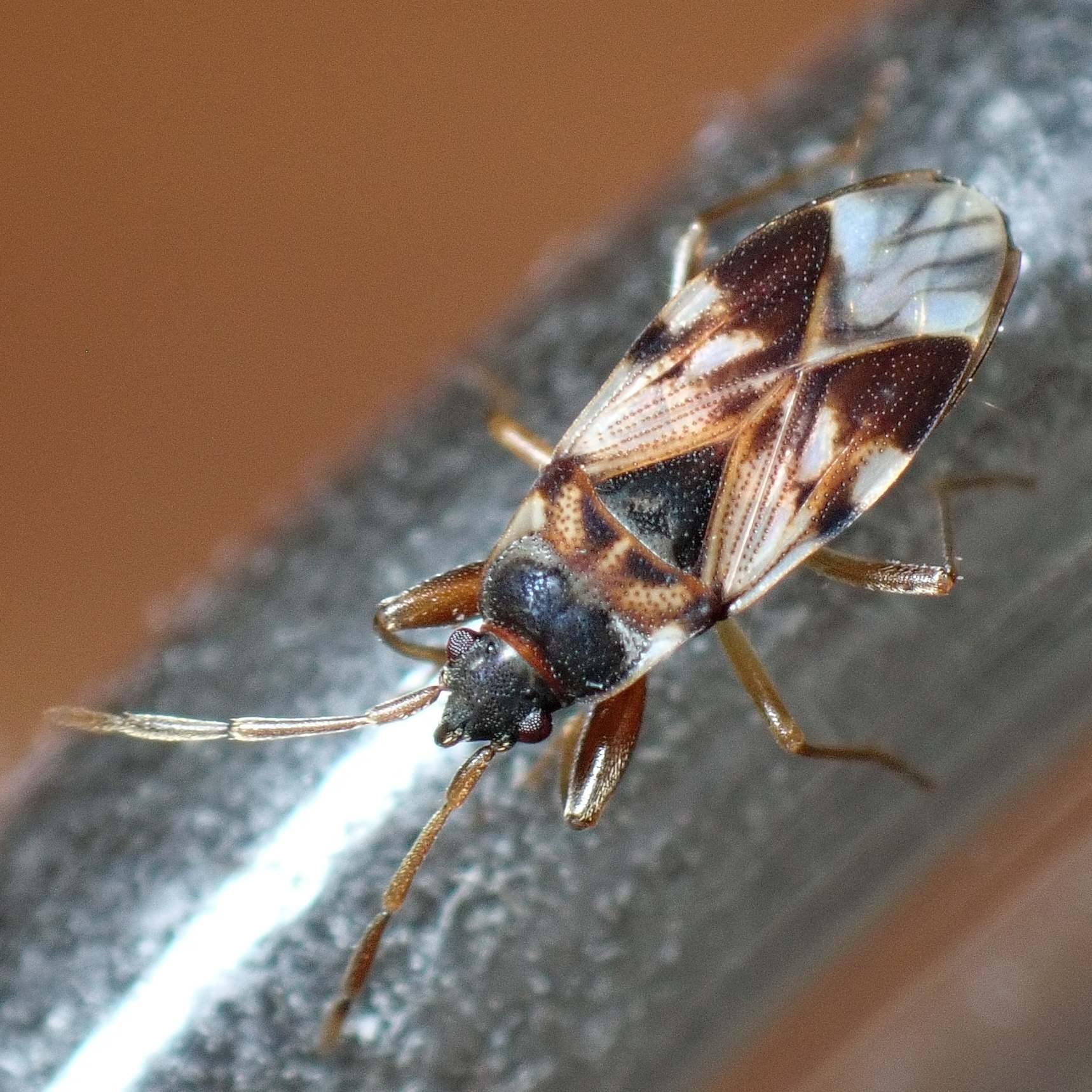 Scolopostethus pictus