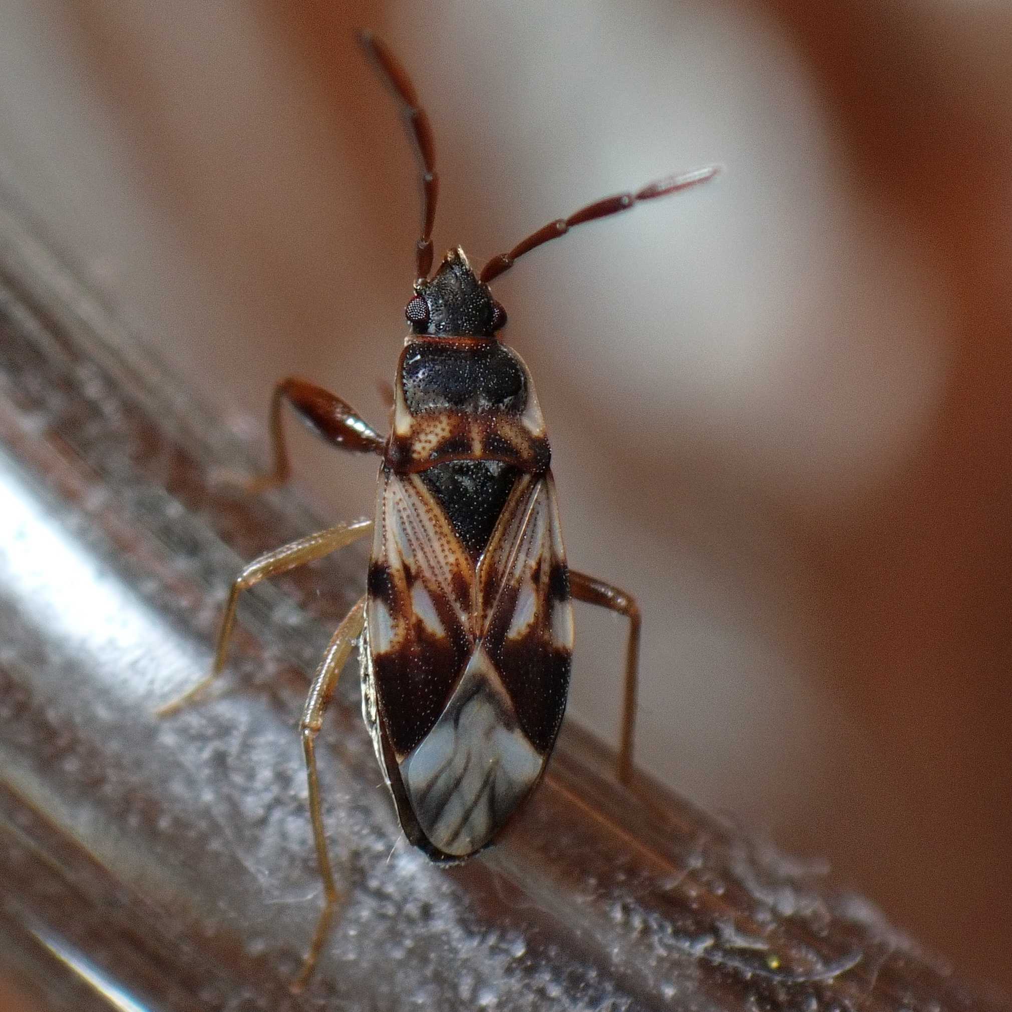 Scolopostethus pictus