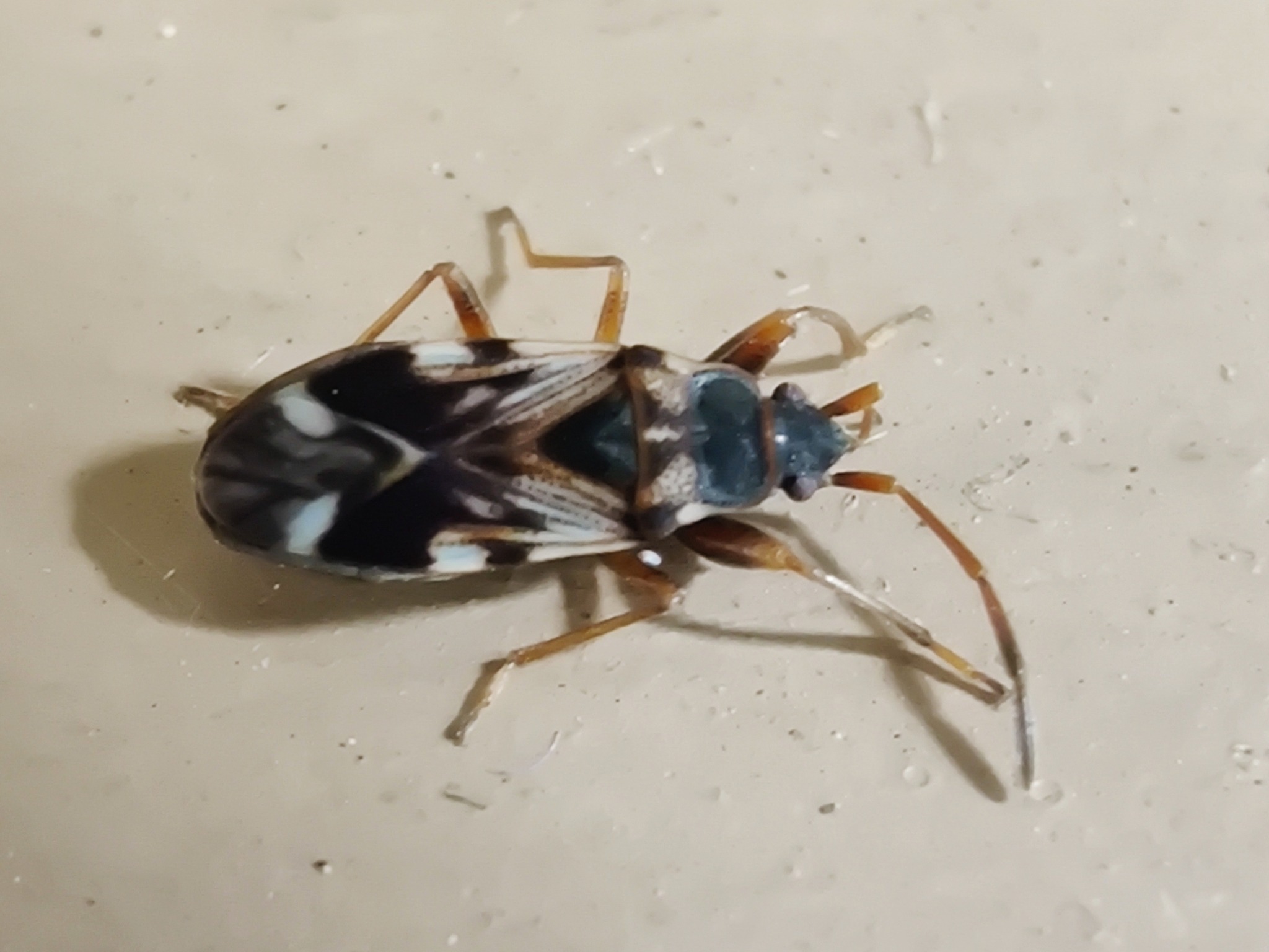 Scolopostethus pictus