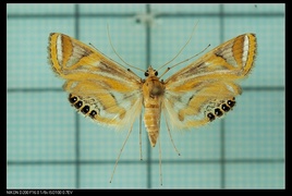 Eoophyla