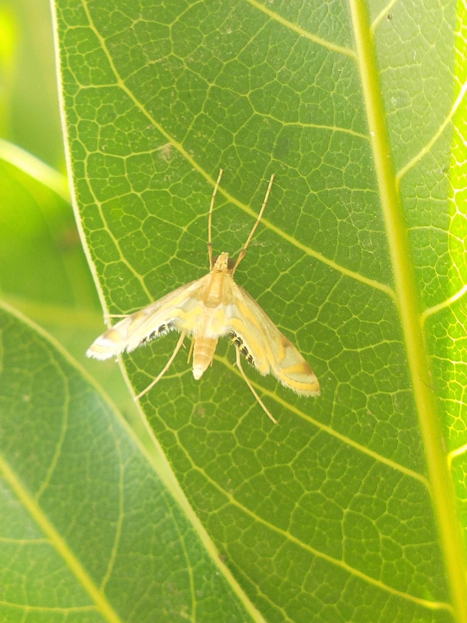 Eoophyla