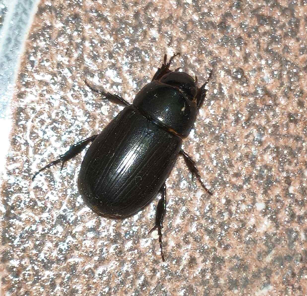 Dyscinetus dubius