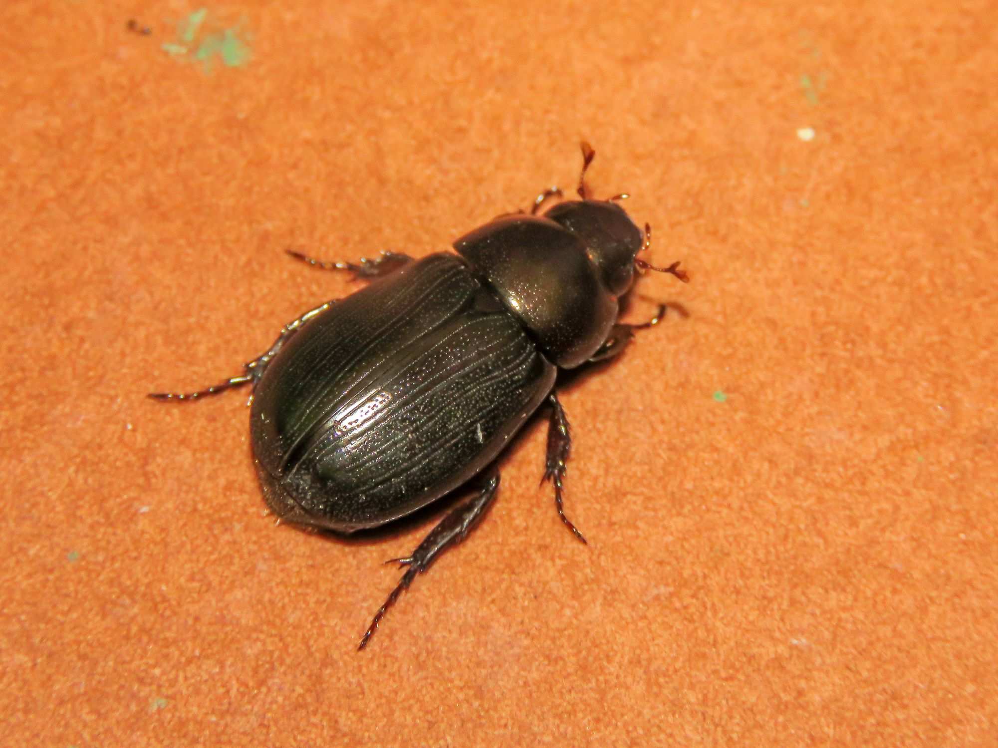 Dyscinetus dubius