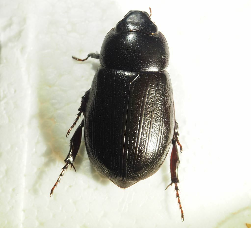 Dyscinetus dubius