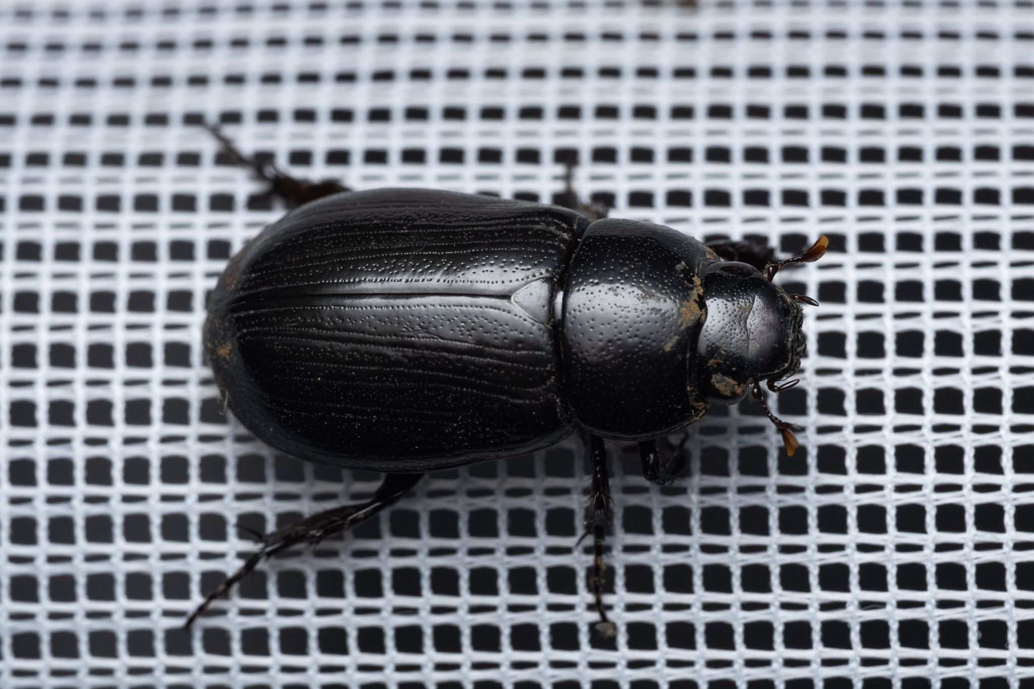 Dyscinetus dubius
