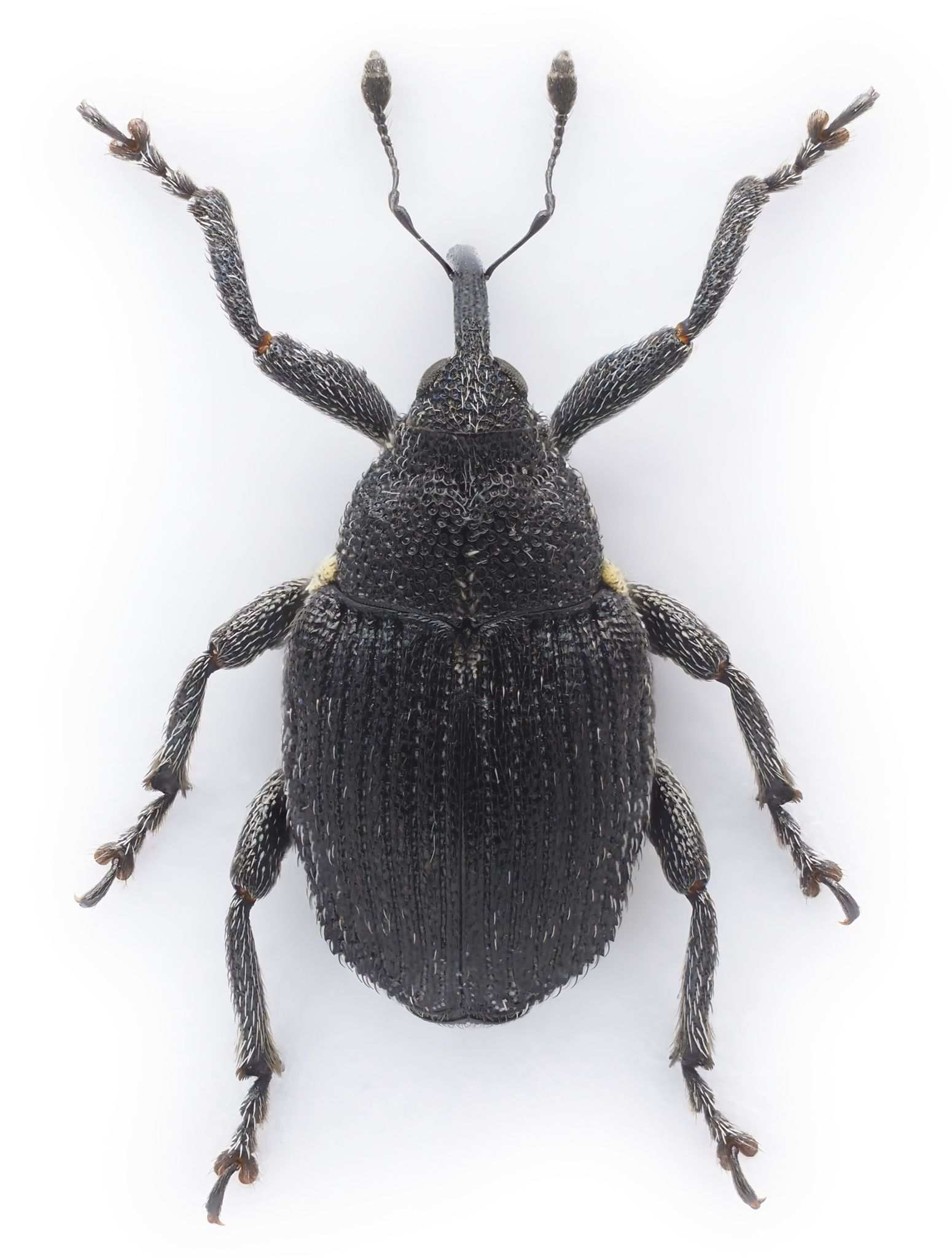 Ceutorhynchus assimilis