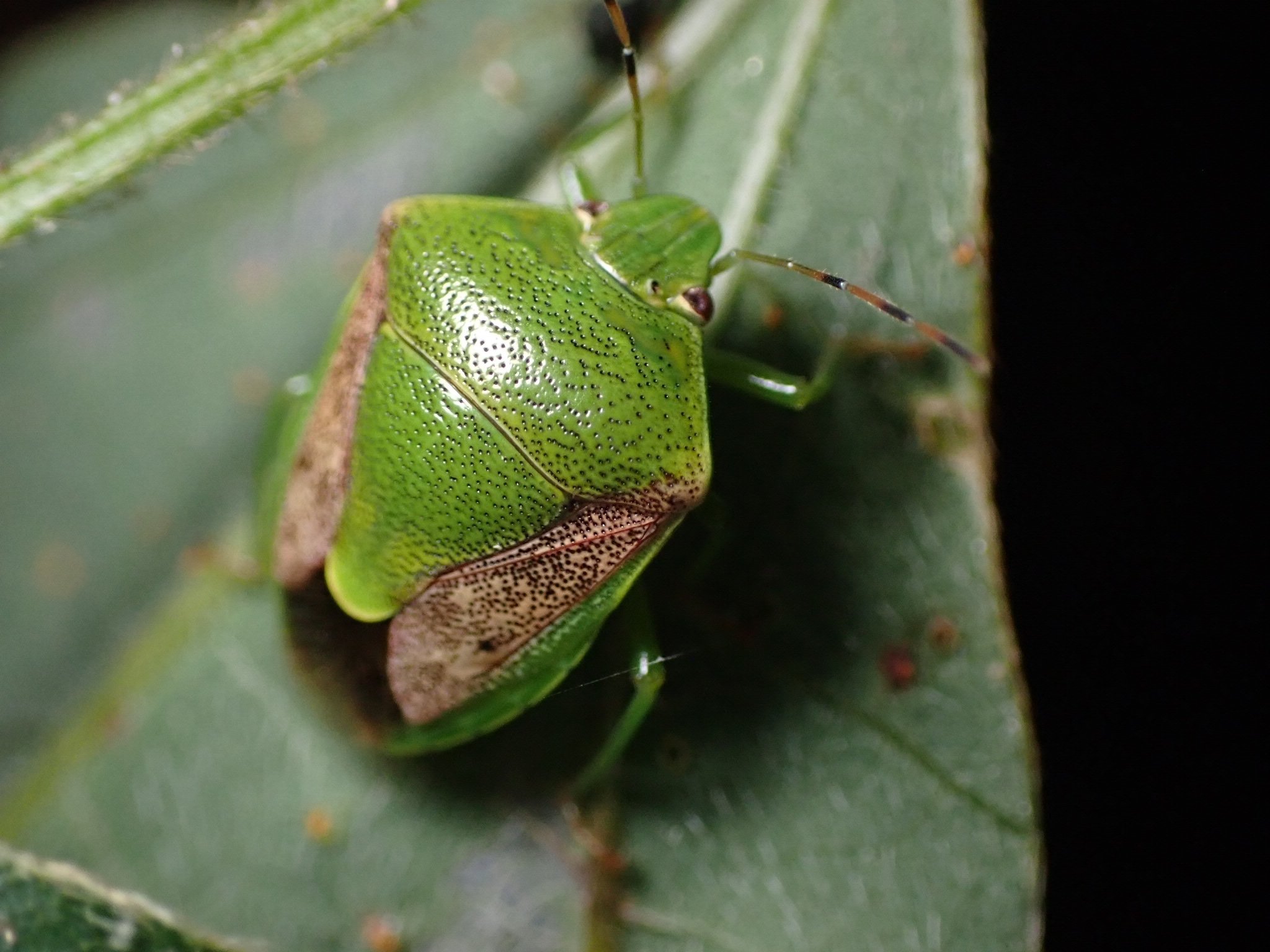 Plautia