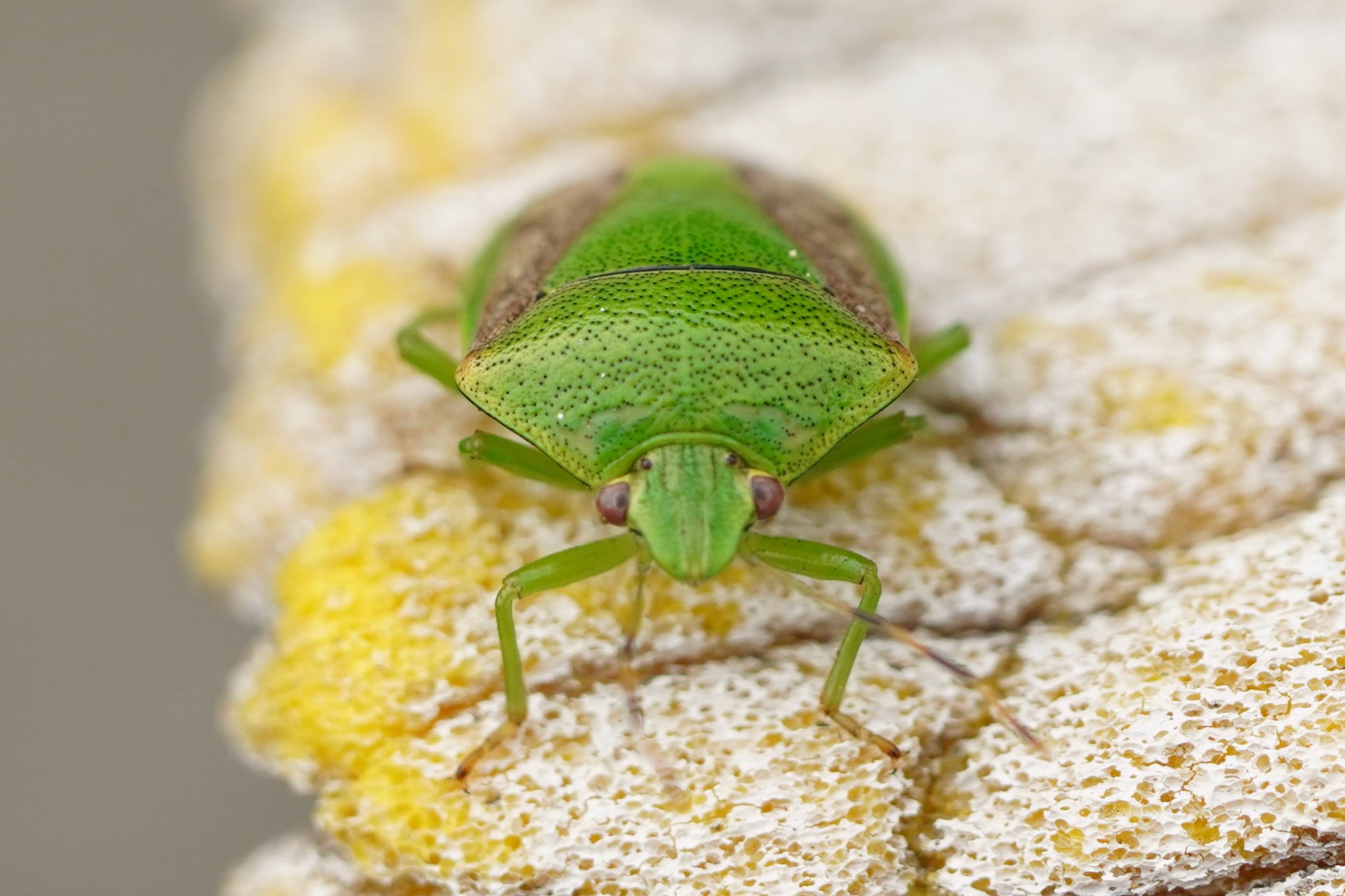 Plautia